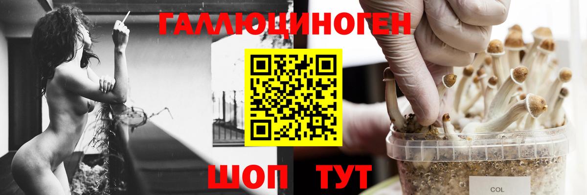 Галлюциногенные грибы Psilocybine cubensis Лобня